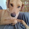 BAHIA, FEMELLE LABRADOR NON-LOF