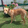 BAHIA, FEMELLE LABRADOR NON-LOF