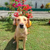BAHIA, FEMELLE LABRADOR NON-LOF