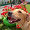 BAHIA, FEMELLE LABRADOR NON-LOF