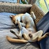 FOXY,  Mâle BERGER DES CANNES