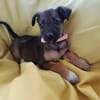 SILEA, CHIOT FEMELLE BERGER CRÉOLE