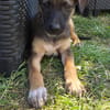 SILEA, CHIOT FEMELLE BERGER CRÉOLE