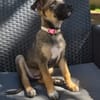 SILEA, CHIOT FEMELLE BERGER CRÉOLE