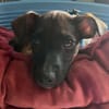 SNOOP, CHIOT MÂLE BERGER CRÉOLE