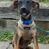 SNOOP, CHIOT MÂLE BERGER CRÉOLE