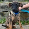 SNOOP, CHIOT MÂLE BERGER CRÉOLE