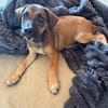SPLEET, CHIOT MÂLE BERGER CRÉOLE