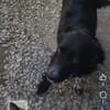 Sascha