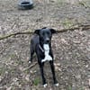 Leia - URGENCE ADOPTION