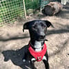 Leia - URGENCE ADOPTION
