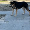 Nala