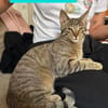 MÂCHOUILLE À ADOPTÉ AVEC UN CHAT DEJA PRÉSENT CHEZ VOUS