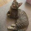 MÂCHOUILLE À ADOPTÉ AVEC UN CHAT DEJA PRÉSENT CHEZ VOUS