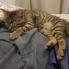MÂCHOUILLE À ADOPTÉ AVEC UN CHAT DEJA PRÉSENT CHEZ VOUS
