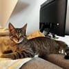 MÂCHOUILLE À ADOPTÉ AVEC UN CHAT DEJA PRÉSENT CHEZ VOUS