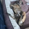 Anouk - Hund mit Herz sucht Mensch mit V
