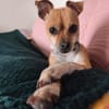 Yuki - charmante & clevere kleine Hündin