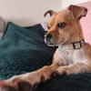 Yuki - charmante & clevere kleine Hündin