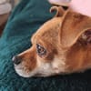 Yuki - charmante & clevere kleine Hündin