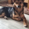 Max sucht ein schönes Zuhause