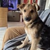 Max sucht ein schönes Zuhause