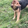Max sucht ein schönes Zuhause