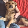 Max sucht ein schönes Zuhause