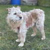 TEO SUCHT EIN RUHIGES ZUHAUSE