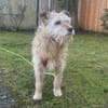 TEO SUCHT EIN RUHIGES ZUHAUSE