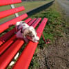 Spotty sucht ihren Traumpalast