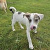 Spotty sucht ihren Traumpalast