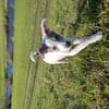Spotty sucht ihren Traumpalast