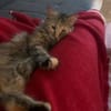 Zuhause gesucht für Lisi & Lucky
