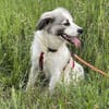 Willow - Zurückhaltender, toller Rüde