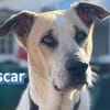 Vermittlungshilfe Oscar - Rodgau