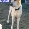 Vermittlungshilfe Oscar - Rodgau