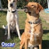 Vermittlungshilfe Oscar - Rodgau