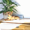 Obi  Sensibler Naturbursche sucht Ruhep