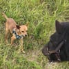 Obi  Sensibler Naturbursche sucht Ruhep