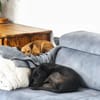 Obi  Sensibler Naturbursche sucht Ruhep
