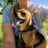 Obi  Sensibler Naturbursche sucht Ruhep