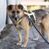 Halvar sucht eine ruhiges Zuhause