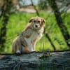 Roxy - eine sensible Begleiterin
