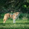 Roxy - eine sensible Begleiterin