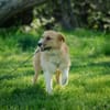 Roxy - eine sensible Begleiterin
