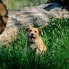Roxy - eine sensible Begleiterin