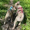 Chester und Cara 🐕Dreamteam