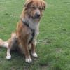 Charly Mix Rüde 2,5 Jahre PS  in 35641
