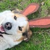 Sharky-witziger Charakterkopf sucht dich